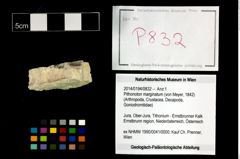 Foto (Objekt + Etikett) von Pithonoton marginatum (von Meyer, 1842)  (NHMW-GEO-2014-0194-0832)